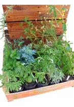 Comprar 20 Plantines De Aromáticas Y Hortalizas P\u002F Huertas Jardines 