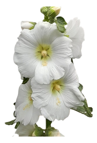 Planta De Alcea Rosea Color Blanca