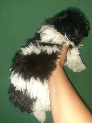 Imagen 3 de 6 de Caniche Hembra Panda