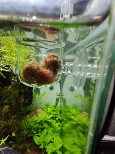Alimentador Para Peixes ( Blood Worm ) Vidro Pino Hcb145