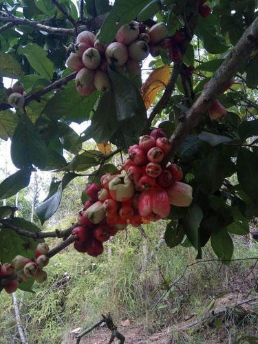 Imagem 9 de 16 de Chácara À Venda No Bairro Moinho De Vento - Barra Mansa/rj - St1145