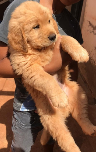 Imagem 2 de 4 de Filhote De Golden Retriever