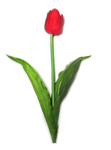 20  Sementes Tulipa Vermelha P/mudas