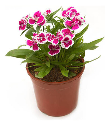 4x Sementes De Cravina Gaiety (sortida) Topseed