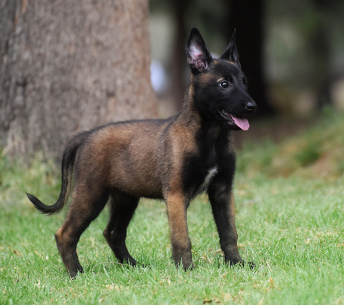 Pastor Belga Malinois Cachorra Mika Pedigree Internacional