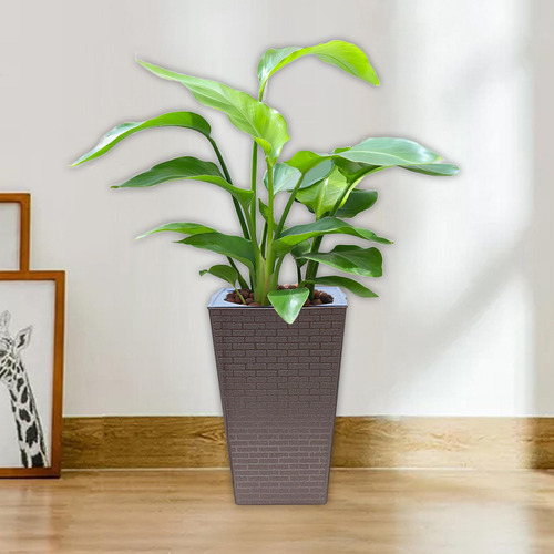 Maceta De Riego Automático Con Orificios De Drenaje, Pavón
