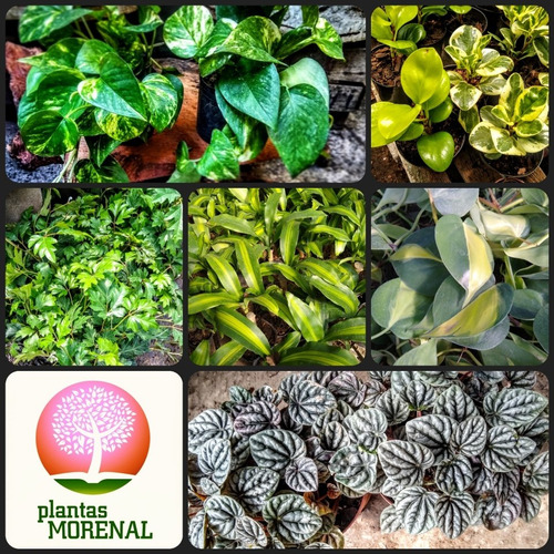 Cordatum - Filodendro - Planta Colgante De Interior - Bol 18
