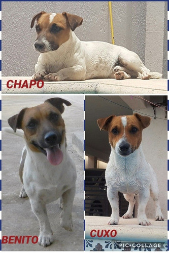 3 Sementalesjack Russell Maquila Pedigree Azul Internacional