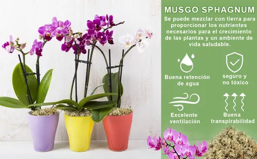 Musgo Sphagnum para plantas, musgo de bosque seco de fibra larga para  orquídeas musgo, mezcla natural para plantas carnívoras, reptil suculento  (2.6) : Patio, Césped y Jardín 