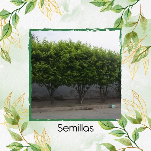 50 Semillas De Árbol Limón Ornamental