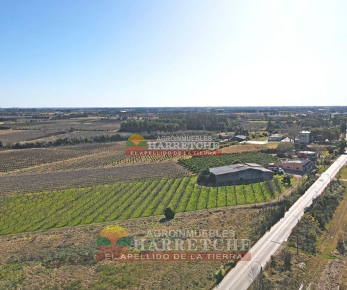 Imagen 5 de 30 de Chacra 3 Has En Melilla, Construcciones, Casi Ruta 5
