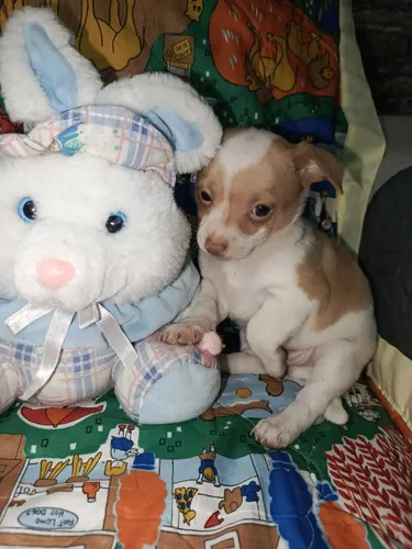 Hermosos Chihuahua Machos