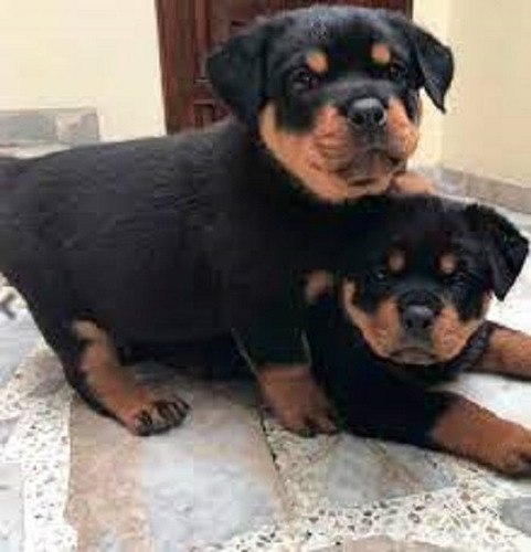 Hermosos Cachorros Rotweiller Aleman En 350