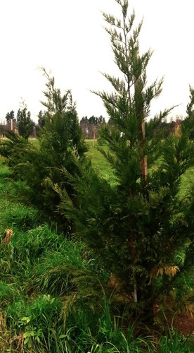 Imagen 15 de 18 de Chacra Mercedes (1,5 Hectareas) Único Por Su Forestación