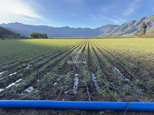 Agrícola En Venta En Catemu