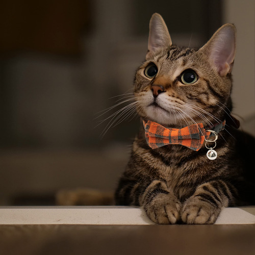 Jvvgpet Collares Para Gatos Separables - Corbata De Lazo Lin