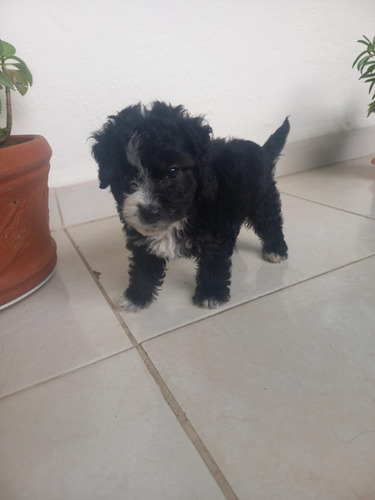 Cachorros Poodle Negro Med Animal Pets Colombia 