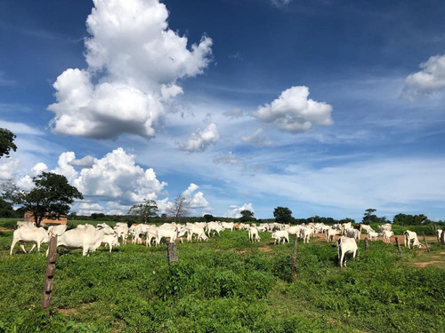 Imagem 13 de 25 de Linda Fazenda Na Bahia!!!!!