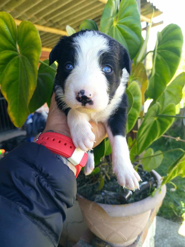 Border Collie Tradicional Con Ojos Azules