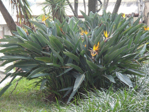 Imagem 30 de 30 de Rua Pernambuco, 2 Suites, 2 Vagas 210m2 - Ap12748
