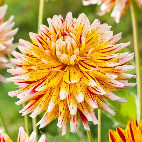 Bulbos De Dahlia Fiambrata