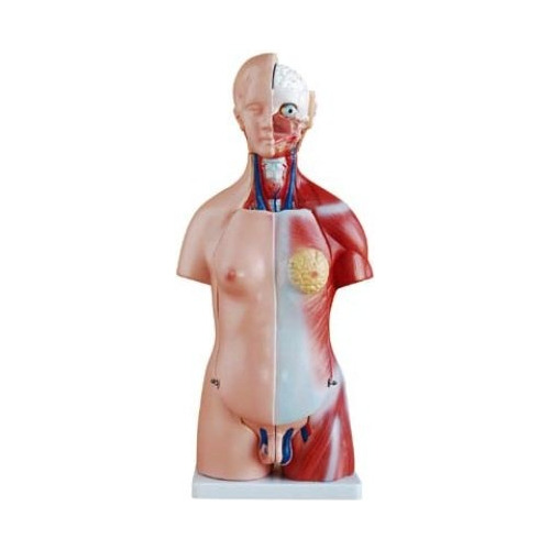 Modelo De Torso Humano 85 Cm - 40 Partes / Para Estudio 