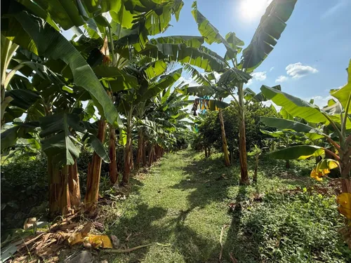 Venta Finca Circasia Cafe - Platano - Banano - 12.5 Cuadras