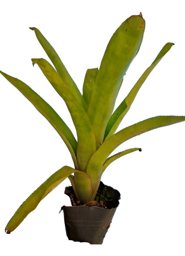 Bromelia Aechmea Blanchetiana