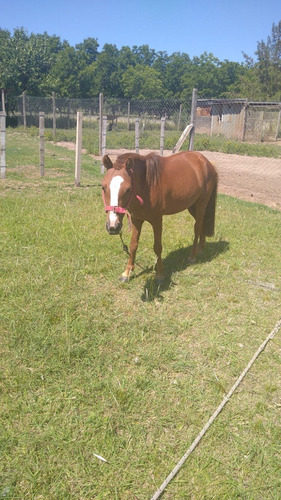 Imagen 2 de 3 de Caballo Petiso Alazan No Pony Alzada 110 - Baradero
