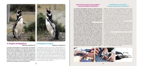 Bertellotti Pingüino De Magallanes Embajador De La Patagonia
