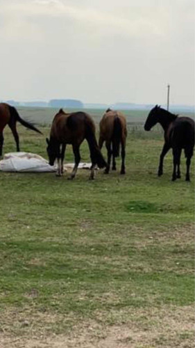 Imagen 5 de 13 de 2.500 Hectáreas Mixtas ( Duraznos. Uruguay ).