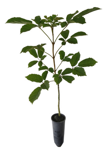 Mudas De Corticeira Do Banhado