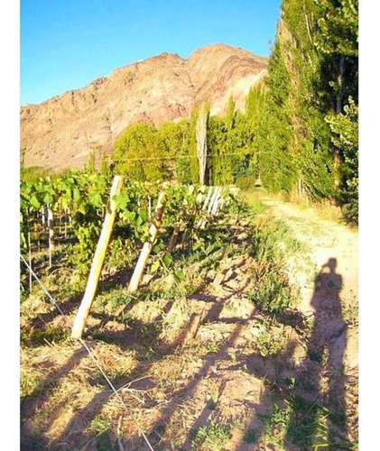 Finca S/lote 50 Has- Venta- Calingasta- San Juan