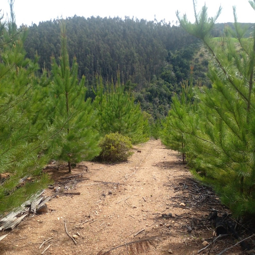 Lindo Sitio Con Bosque En La Cercanía De Pichilemu