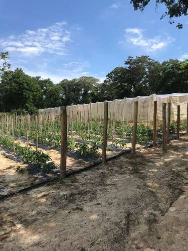 Chacara, 3.272 Mt, Com Duas Estufas E Poço Artesiano.