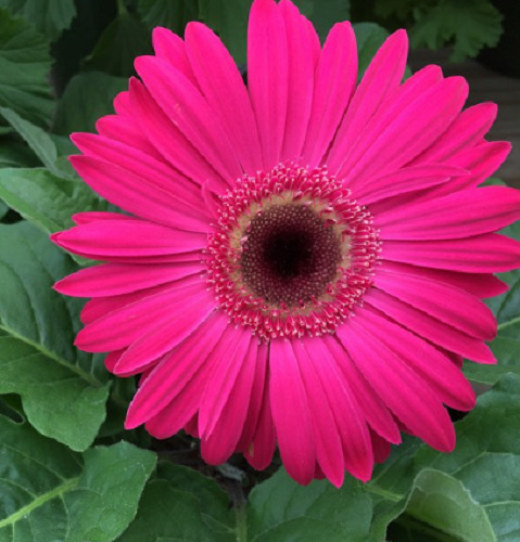 50 Semillas De Gerbera Con Doble Cresta+instructico 