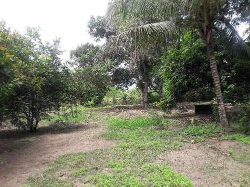 Imagem 12 de 14 de Chácara Br 324 15km De Feira De Santana Próxi Posto São Luis