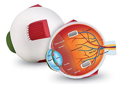 Recursos De Aprendizaje: Modelo Transversal Del Ojo Humano