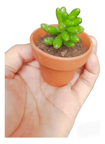 comprar 10  Mini Suculentas Barro N5 C\u002Fcartel Personalizado Isiflor 