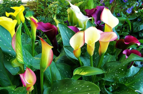 Calas Colores Bulbos Calas De Colores Semillas Flores Planta | Envío gratis
