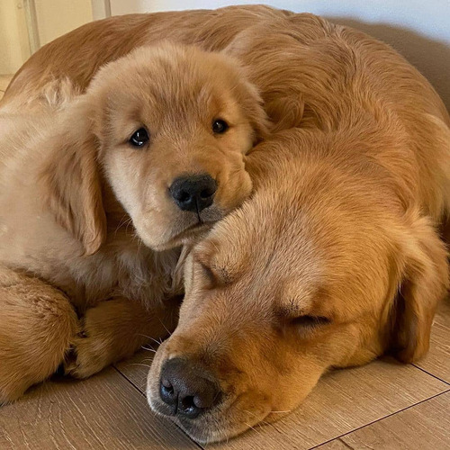 Golden Retriever Con Inscripcion En Fca - Pedigree Real