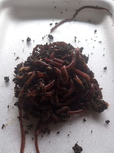 200 Minhoca Violetas Do Himalaia P/ Composteiras.