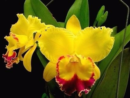 Orquidea Cattleya Walkeriana Blush Meristema 10 Sementes | Parcelamento sem  juros