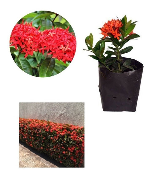 Ixora Flor 10 Mudas Jardim Jardinagem | MercadoLivre 📦