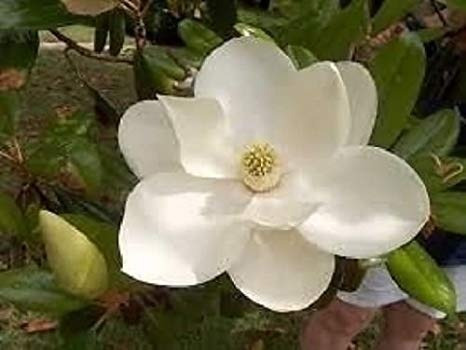 Sementes Flor Magnolia Grandiflora Árvore Rosa P/ Mudas
