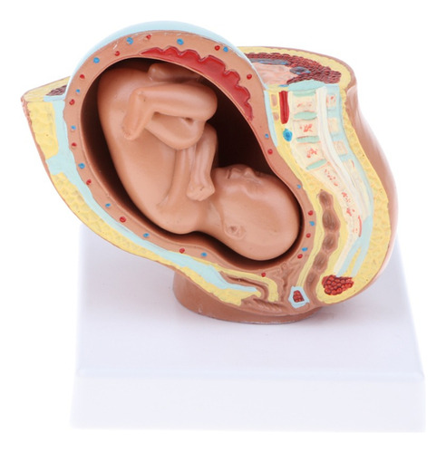 Modelo Anatómico De Cuerpo Femenina Desarrollo Fetal ,