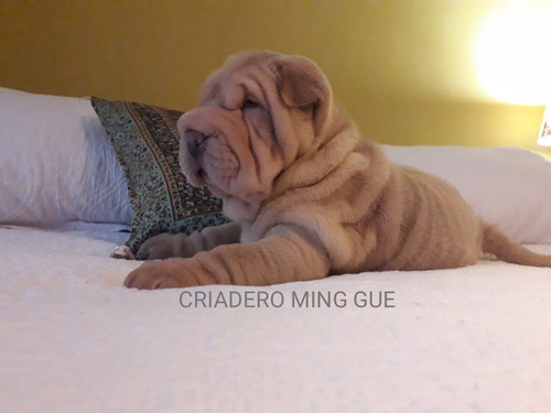 Cachorros Shar Pei Fca