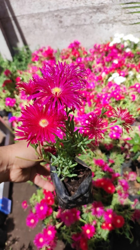 Rayito De Sol Fucsia Planta Suculenta Ornamental Flor