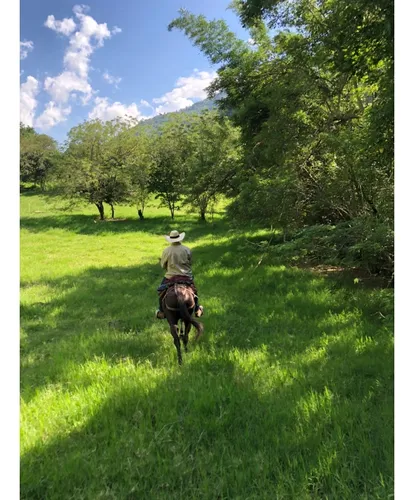 Venta Finca Productiva 132 Hectáreas Entre Pácora Y Salamina, Caldas