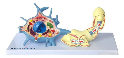 Modelo Anatômico Do Neurônio Motor (com Prancha Explicativa)